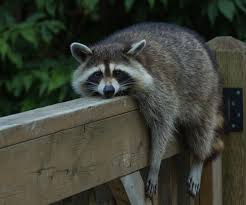 Search only for how to keep racoons away from bird feeders What Spices Keep Raccoons Away
