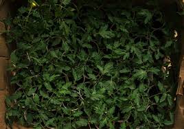 We did not find results for: 11 Mosquito Repellent Plants Natural Methods To Keep Mosquitoes Away Plants Spark Joy