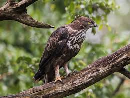 Check spelling or type a new query. 84 Gambar Burung Elang Kalimantan Terbaik Gambar Hewan