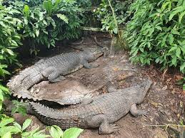 Banyak yang berpikir lidah buaya pasti aman untuk kulit, karena bahan alami. Penangkaran Buaya Teritip Balikpapan Indonesia Review Tripadvisor