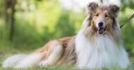 Small White Long Haired Dog Breeds