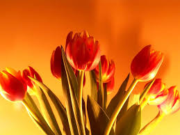 Check spelling or type a new query. New Flowers Images Desktop Pc The Most Beautiful Flowers Flickr