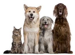 Employers pay for each job campaign as required. Veterinarians Spay And Neuter Clinics Arizona