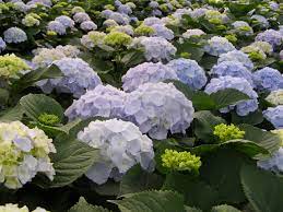 We curate each bouquet and flower arrangement with care. Ø§Ù„Ø²Ù‡ÙˆØ± Ø§Ù„Ø·Ø§Ø²Ø¬Ø© Ù…Ù† Ù‡ÙˆÙ„Ù†Ø¯Ø§ Florca