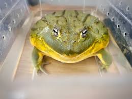 Image result for Pycreus africanus