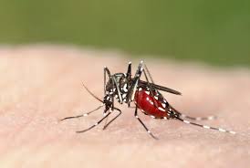 Malaria, o boală transmisă de țânțari, a ucis anul acesta peste 1.800 de persoane în burundi, a tulpini de malarie rezistente la două medicamente cheie împotriva acestei boli se răspândesc în. AlertÄƒ De Malarie In Africa De Sud Black News
