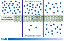 Image result for what determines whether a transport process is active or passive