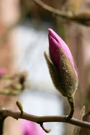 Blooming Magnolia Magnolia Gardens Magnolia Trees To Plant