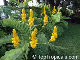 Senna Alata Cassia Alata Empress Candle Plant Candle Bush Carrion Crow Bush Candlesticks Toptropicals Com