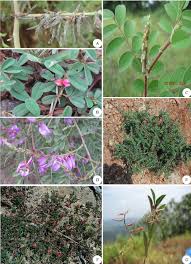 Image result for Indigofera adenoides