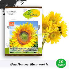 Adapun velvet queen memiliki kuaci relatif lebih kecil, evening sun. Benih Bibit Bunga Matahari Mammoth Grey Stripe Haira Seed Shopee Indonesia