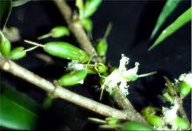 Image result for Cassipourea