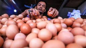 Telur ayam kate tampak seperti telur ayam umumnya, tapi ukurannya lebih kecil. 6 Jenis Telur Ayam Yang Dijual Di Pasaran Ini Perbedaannya Halaman All Tribunkaltim Travel