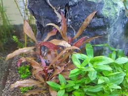 This plant can stay vibrant red with relative ease but if nutrients and lighting are severely lacking, the leaves can dull. Alternanthera Reineckii Mini Tips Plantedtank