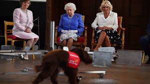 Je zarmoucena ztrátou svého psa vulcana, který před několika týdny zemřel. Psi Cenich Poslouzi Jako Radar Na Koronavirus Zpravy Tiscali Cz