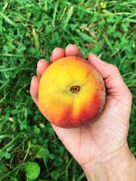 The answer all depends on how ripe the peaches are and when you plan to use them. Peaches The Good The Bad And The Mealy Adventure Kitchen