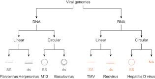 Virus Genome An Overview Sciencedirect Topics