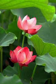 Beautiful Blooms Of Lotus Flower Beautiful Blooms Of Lotus Flower The Post Beautiful Blooms Of Lotus F Lotus Flower Pictures Lotus Flower Art Flower Pictures