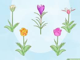 Even though flowers look different from each other, they all have the same basic parts. How To Care For Tulips 15 Steps With Pictures Wikihow