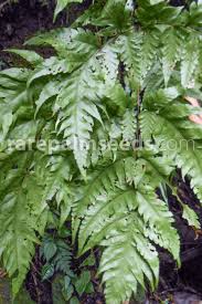 Image result for Tectaria