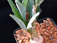 Image result for Adenia repanda