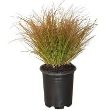 Image result for Carex cognata
