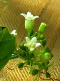 Image result for Zehneria scabra