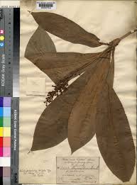 Image result for Palisota ambigua