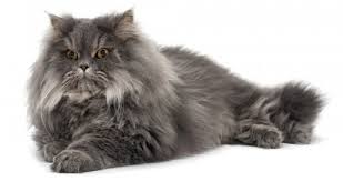 Below are 3 persian kittens, one of green eye color, one of blue eye color and one of copper eye color. Persian Iranian Shirazi Cat Breed Info Nutrition Grooming Adopting