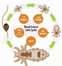 Image result for lice life cycle