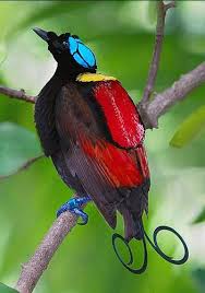 Black Bird With Red Neck The Wilson S Bird Of Paradise Cicinnurus Respublica The Male Is A Red And Black Bird Of Paradise With A Ye Beautiful Birds Most Beautiful Birds Nature Birds