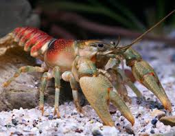 coldwater crayfish mdc discover nature