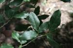 Image result for Euphorbia mossambicensis