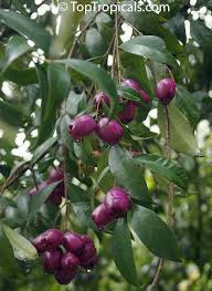 Image result for Syzygium cumini