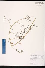 Image result for Trichilia quadrivalvis