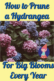 When Should Hydrangeas Be Pruned Crafty Little Gnome In 2020 Hydrangea Garden Growing Hydrangeas Hydrangea Not Blooming