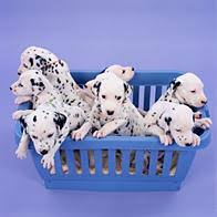 Advice when buying a dalmatian. Australian Dog Breeds Gallery Dog Breeds Pedigree