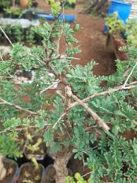 Image result for Ormocarpum kirkii