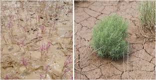 Image result for Salvadora australis