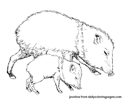 And join one of thousands of communities. Animal Coloring Pages Animal Coloring Pages Coloring Pages Javelina