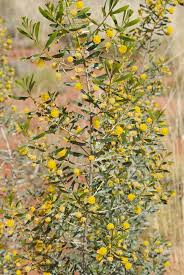 Image result for Dictyophleba