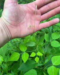 Image result for Hyparrhenia bracteata