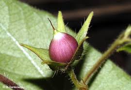 Image result for Ipomoea plebeia