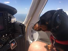 How To Protect Your Dogs Hearing While Flying