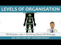 Check spelling or type a new query. Levels Of Organisation Gcse Biology 9 1 Youtube