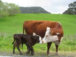 Cows Animals Grass Aww Fields Kisses High Quality And 366179 Jpg 1 920 1 440 Pixels Cute Cows Cow Cow Calf