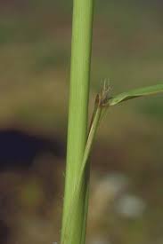 Image result for Anthoxanthum