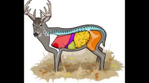 deer anatomy where to aim on a deer cabelas deer nation