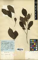 Image result for Bivinia jalbertii