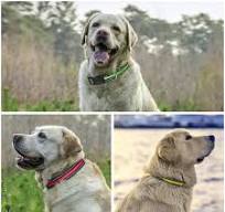 Amazon.com: PetJoy Collar antiladridos automático con ...